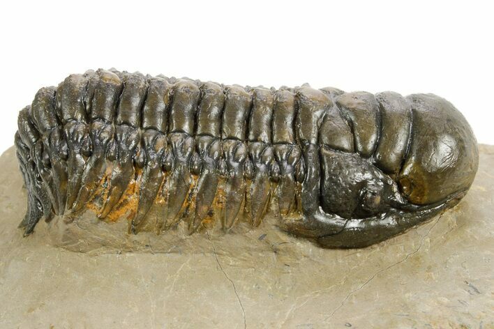 Detailed Crotalocephalina Trilobite - Atchana, Morocco #359548